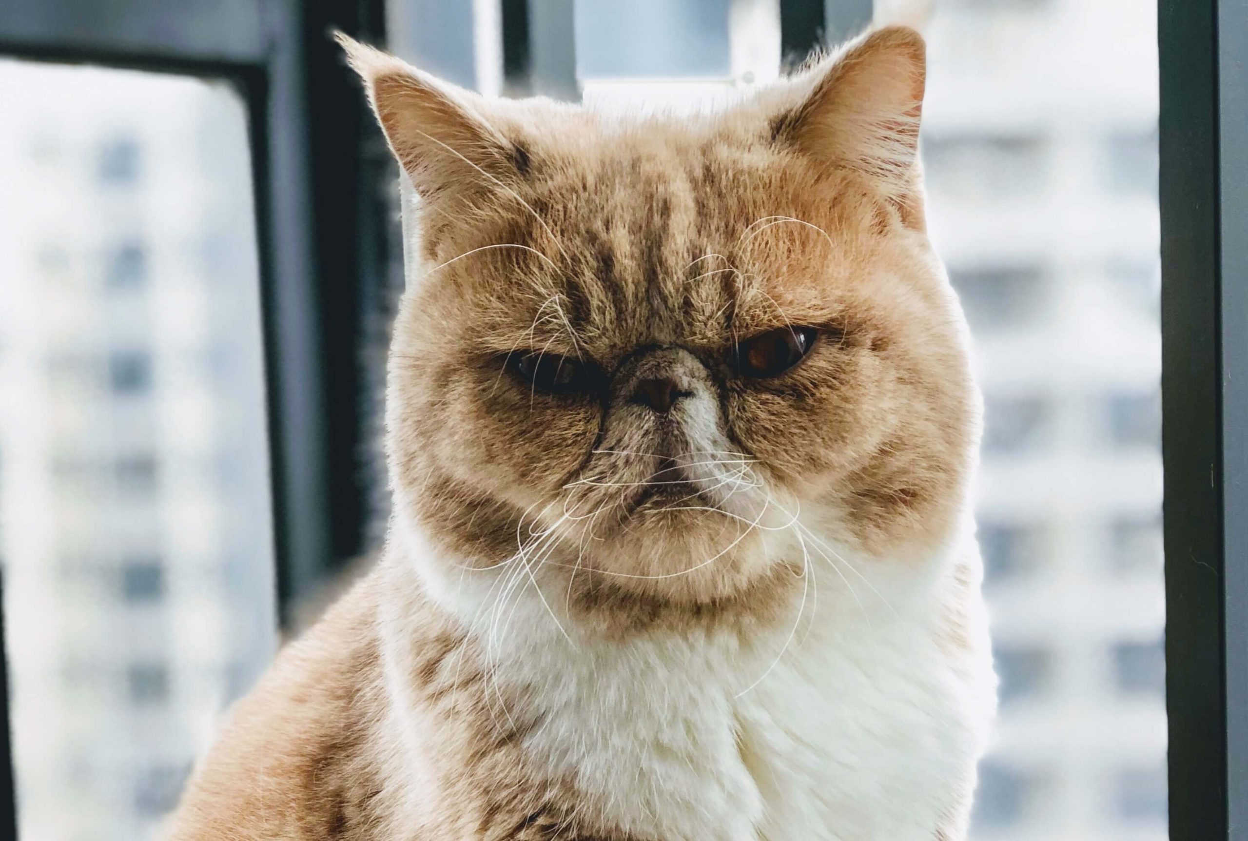 Angry face of a light colored cat